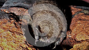 Small Myotis bat species whiskered, Brant`s or Alcathoe