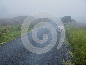 Small narrow country road in a fog. Dangerous conditions due to poor visibility. Dramatic nature scene. Mystic mood