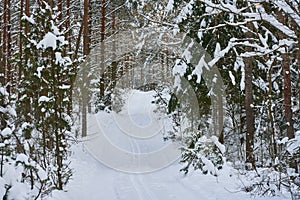 A small narrow path in a dense winter beautiful forest