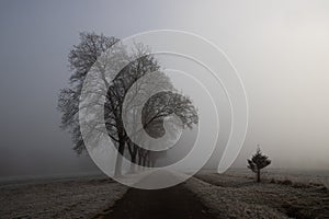 Small narrow road leading into the fog with trees leaning to the side and opening the way