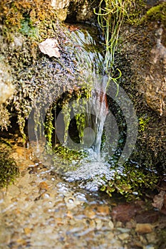 Small and narrow stream winding throught the dense green forest on early spring