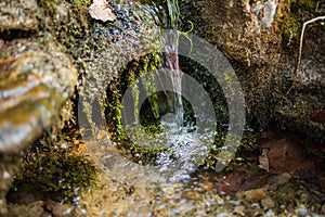 Small and narrow stream winding throught the dense green forest on early spring