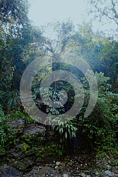 small narrow trail across the jungle path in a primary forest