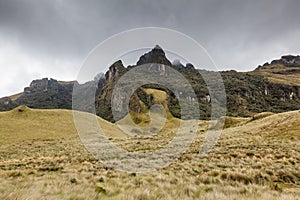 Small native forests