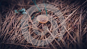 Small natural inedible mushroom growing on the paddy field soil and hay. brown mushrooms cap turned upwards gathering water drop