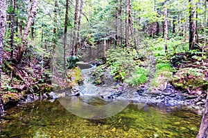 Small natural waterfall/pond | Healthy forest