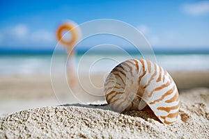 Small nautilus shell on beach against blue sea