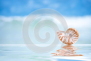 Small nautilus shell and reflection with ocean, wave and seasca