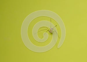 A small, nearly transparent spider