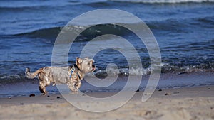 Small neat Yorkshire terrier runs along beach next to sea