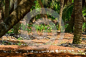 A small, neatly arranged coconut tree after it has been removed from the plot.