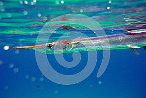 Small needlefish just under the water