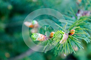 Small needles and green cones grow on spruce and pine among green needles in a park