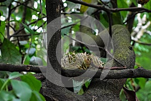 Small nest of straw on the branches of a tree.