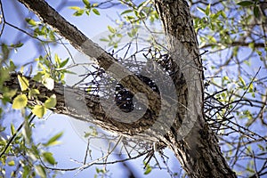 Small new bird's nest high up on tree between three tree branches with young green leaves on blue sky background on