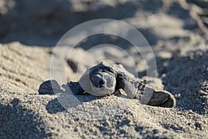 Small new-born baby turtle making its way on the sandy beach to the sea Puerto Vallarta