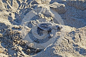 Small new-born baby turtle making its way on the sandy beach to the sea Puerto Vallarta