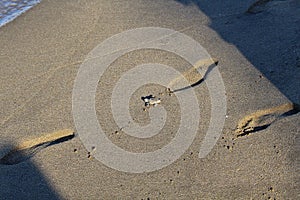 Small new-born baby turtle making its way on the sandy beach to the sea Puerto Vallarta