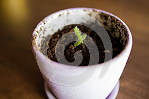 Small New Born Plant in a white pot .