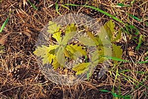 Small new growing oak tree of coniferous forest