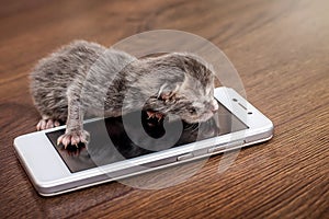 Small newborn blind kitten near a cell phone. Calling mom by celL