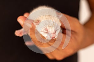 Small newborn cat held by the hand of a man dressed in black. Concept of frailty