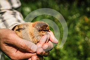 A small newborn chick in the hands of a male farmer 1