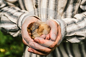 A small newborn chick in the hands of a male farmer