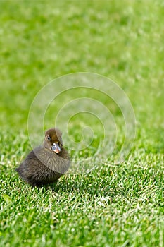 Small newborn ducklings walking on backyard on green grass. Brown cute duckling running on meadow field in sunny day. Banner or