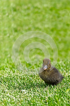 Small newborn ducklings walking on backyard on green grass. Yellow cute duckling running on meadow field in sunny day. Banner or