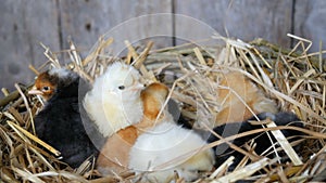 Small newborn one-day old hatched fluffy chickens of yellow and black color in nest of hay on a wooden background