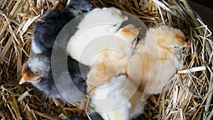 Small newborn one-day old hatched fluffy chickens of yellow and black color in nest of hay on a wooden background