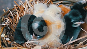 Small newborn one-day old hatched fluffy chickens of yellow and black color in nest of hay on a wooden background