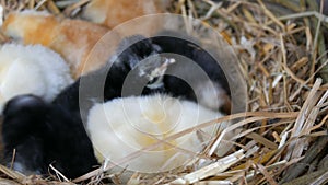 Small newborn one-day old hatched fluffy chickens of yellow and black color in nest of hay on a wooden background