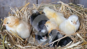 Small newborn one-day old hatched fluffy chickens of yellow and black color in nest of hay on a wooden background