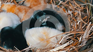 Small newborn one-day old hatched fluffy chickens of yellow and black color in nest of hay on a wooden background