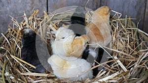 Small newborn one-day old hatched fluffy chickens of yellow and black color in nest of hay on a wooden background