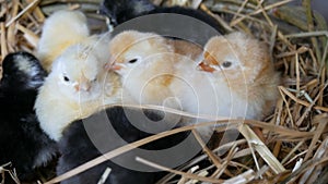 Small newborn one-day old hatched fluffy chickens of yellow and black color in nest of hay on a wooden background