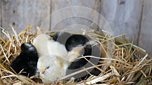 Small newborn one-day old hatched fluffy chickens of yellow and black color in nest of hay on a wooden background