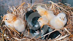 Small newborn one-day old hatched fluffy chickens of yellow and black color in nest of hay on a wooden background