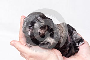 A small newborn puppy of a miniature schnauzer sleeps in the arms of a man on a white background. National Puppy Day