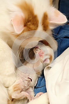 Small newborn red and white kitten with a cat