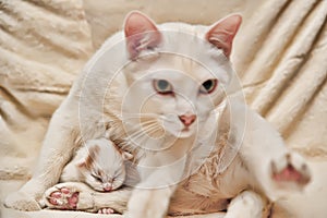 Small newborn red and white kitten with a cat