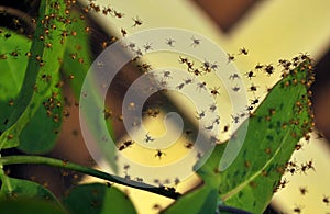 Small newborn spiders in June