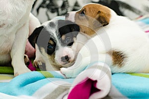 Small newborn white jack russell terrier dogs are playing on a colorful blanket.