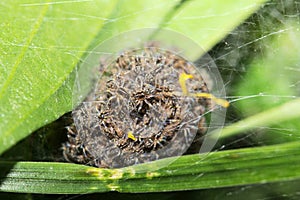 Small, newly hatched wolf spiders