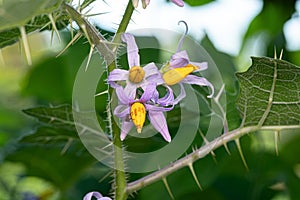 Small Nightshade Plant