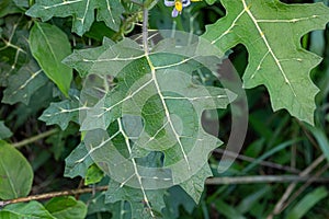 Small Nightshade Plant