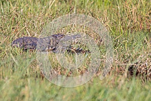 small Nile crocodile showing the teeth