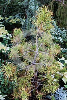 A Small Nisbet`s Gold Scotch Pine Tree